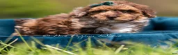 Toy Poodle dogs for sale: Discover AKC - Ad 2