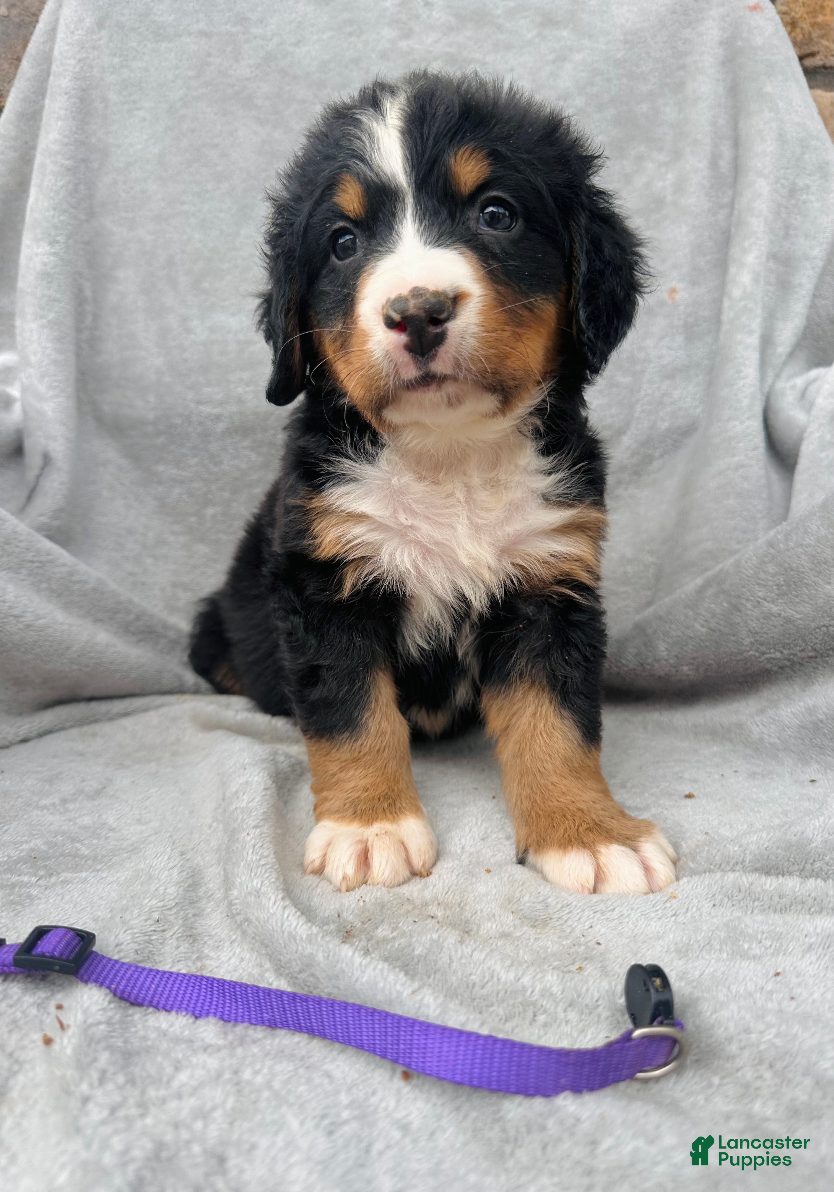 Bernese Mountain Dog dogs Berner bunch - Ad 2