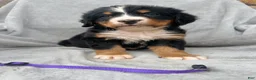 Bernese Mountain Dog dogs for sale: Berner bunch - Ad 2