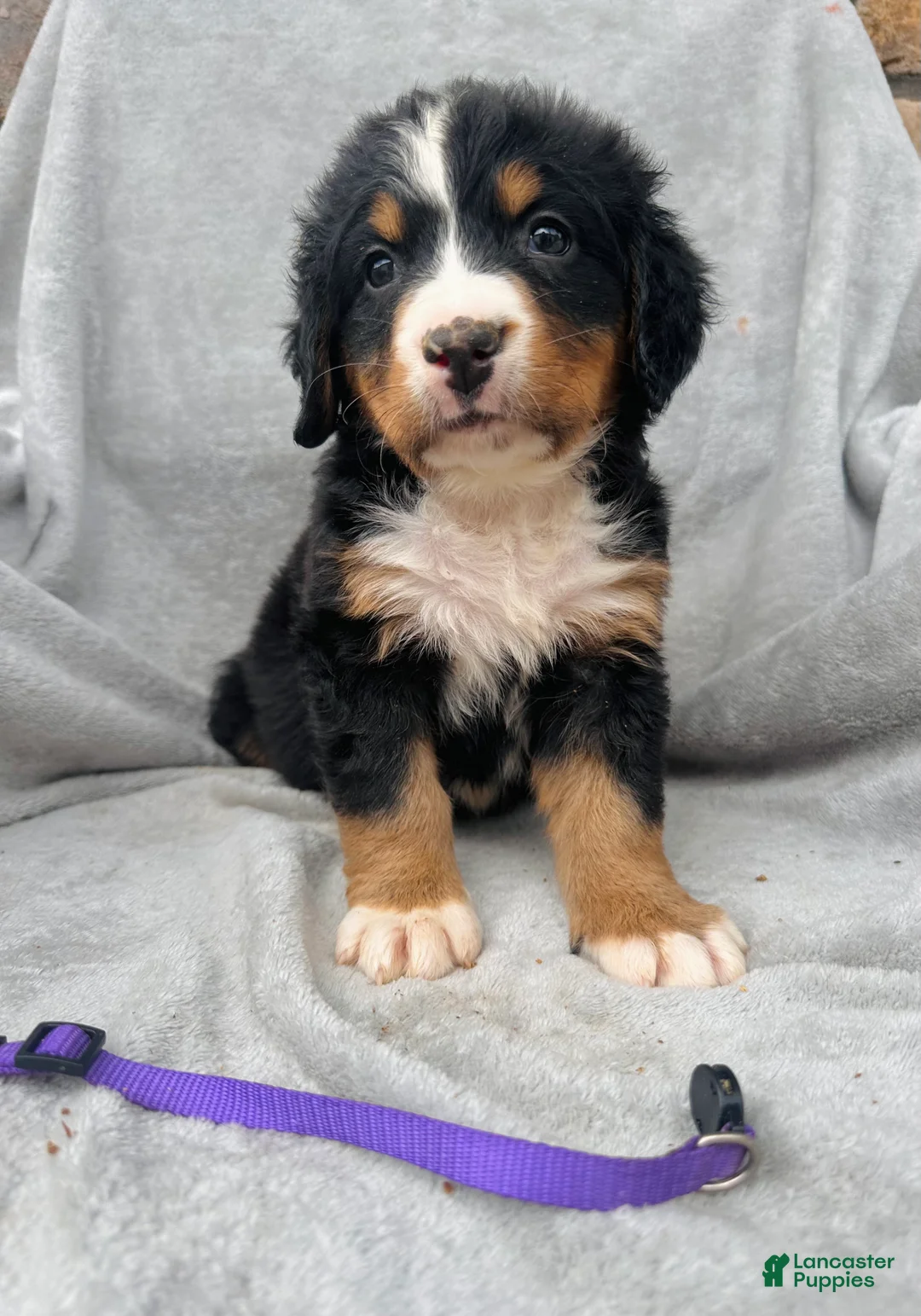 Bernese Mountain Dog dogs for sale: Berner bunch - Ad 2