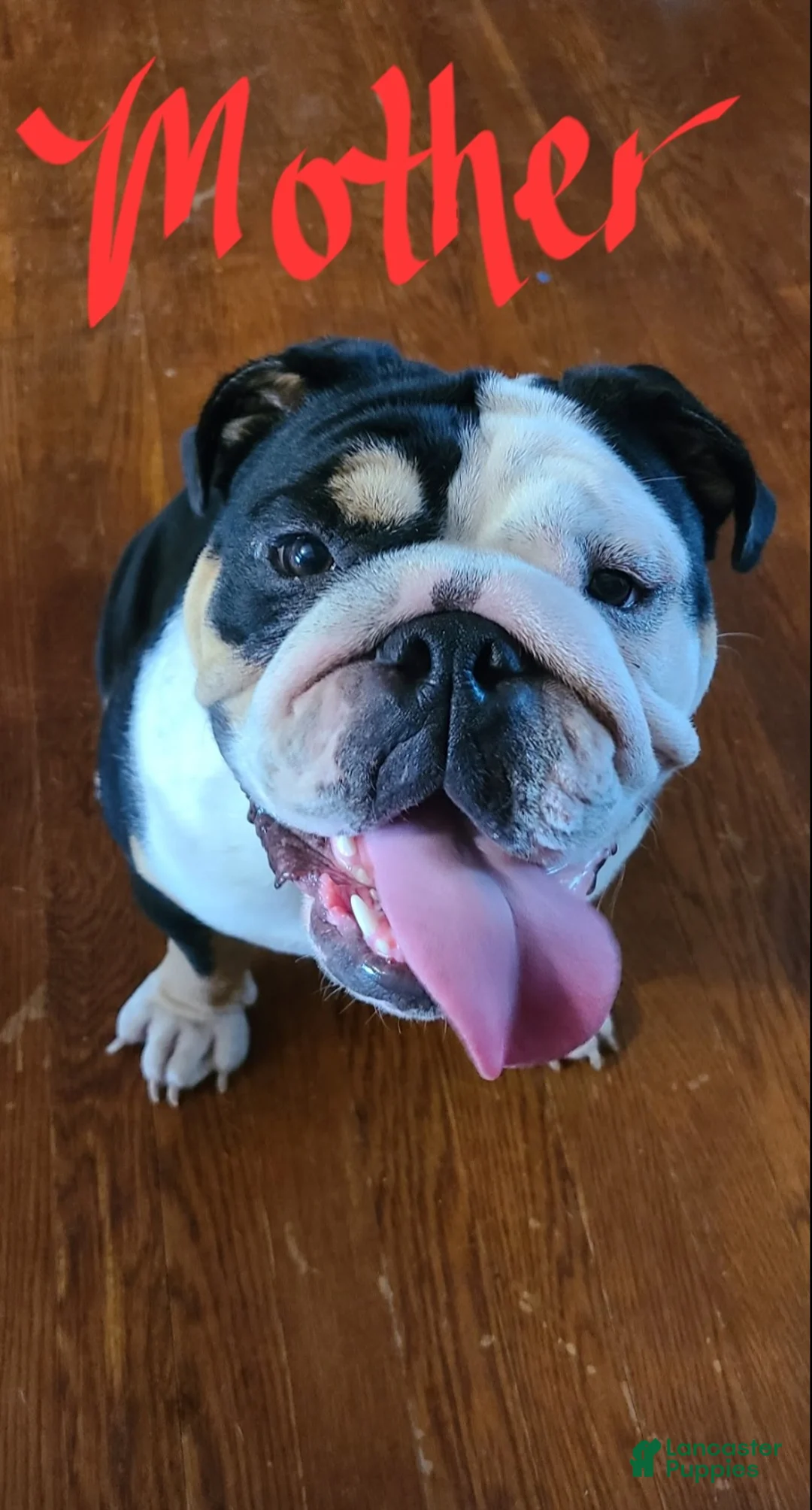 English Bulldog dogs for sale: Poseidon - Ad 2