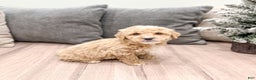 Goldendoodle dogs for sale: Snowflake  - Ad 28
