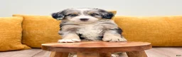 Mini Bernedoodle dogs for sale: Lola - Ad 6