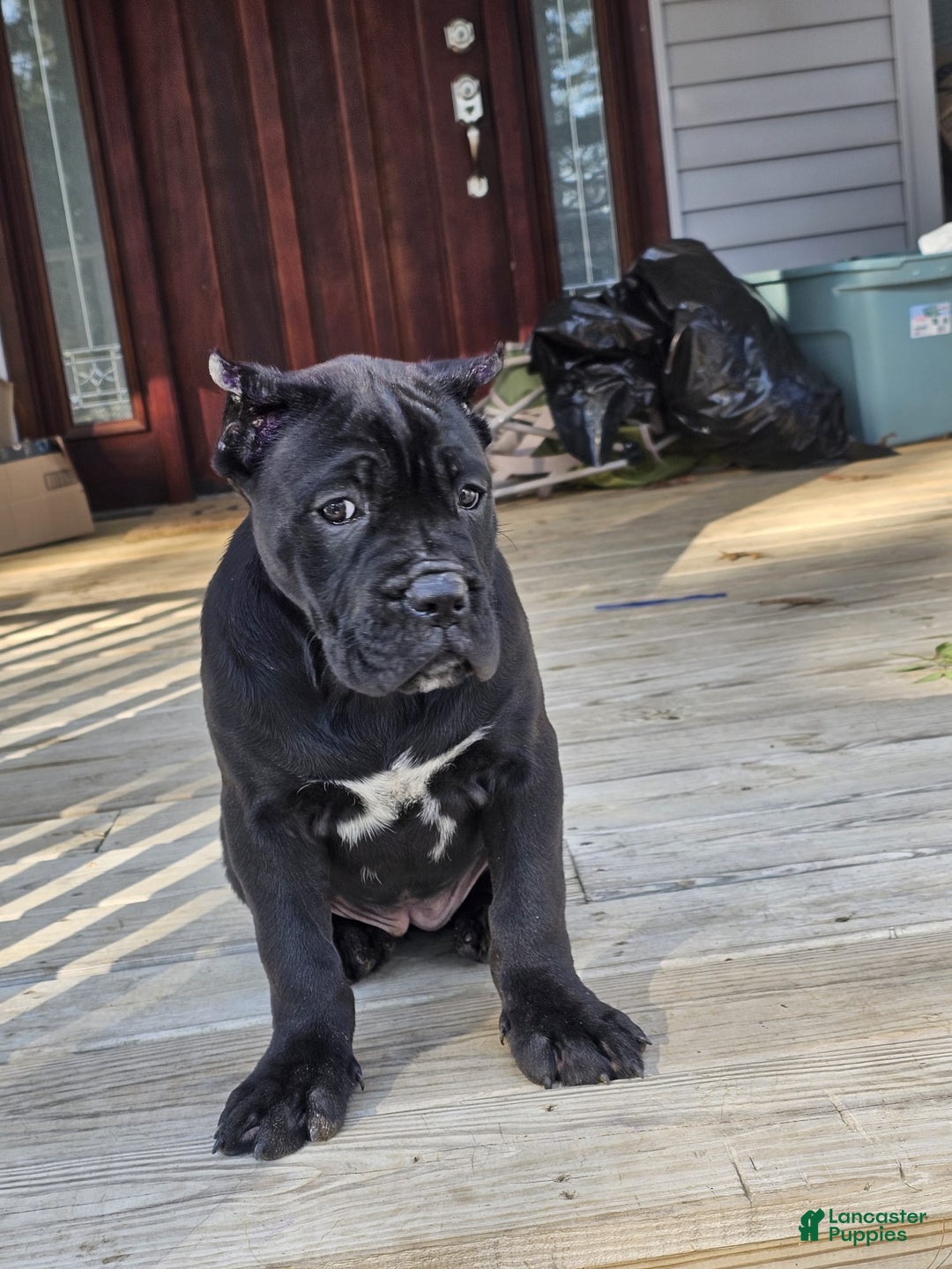 Cane Corso dogs for sale: QUEENIE - Ad 1