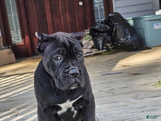 Cane Corso dogs QUEENIE - Ad 4