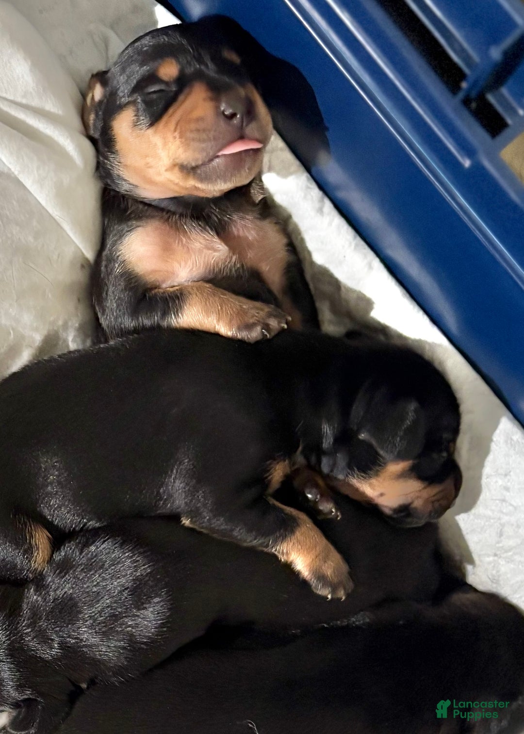 Mixed Breed dogs for sale: Pocket Pet 2 - Ad 2