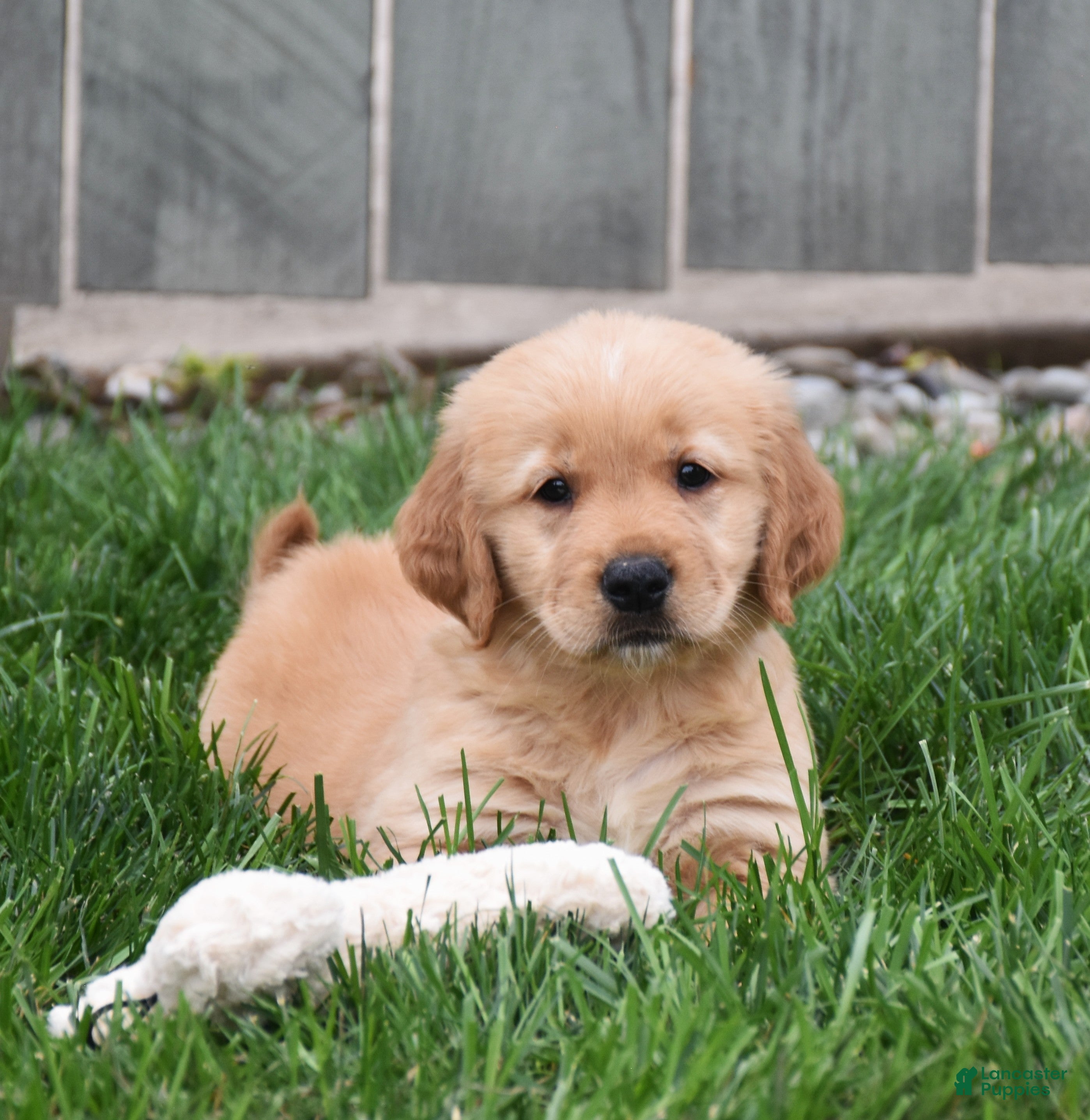 Golden Retriever dogs Ginger - Ad 1