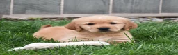 Golden Retriever dogs for sale: Ginger - Ad 1