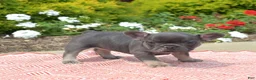 French Bulldog dogs for sale: Zoey - Ad 11