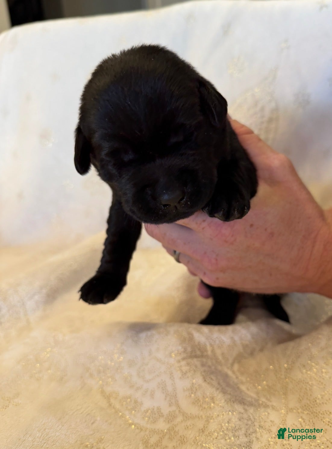 Labrador Retriever dogs Labrador Retriever 6 - Ad 1