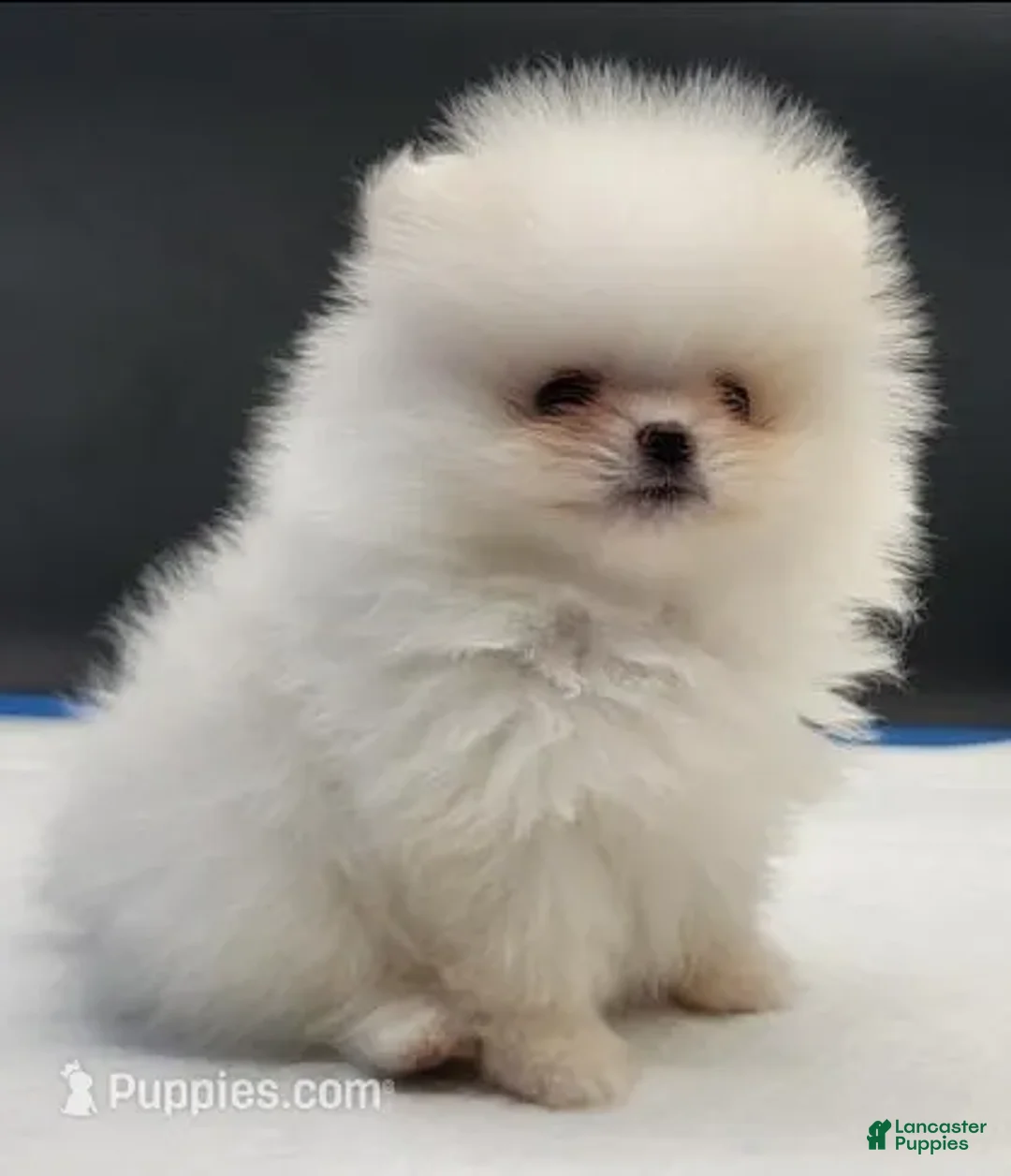 Pomeranian dogs for sale: Pomeranian Puppy 2 - Ad 6