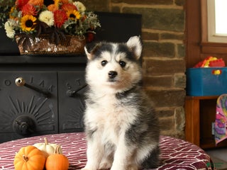 Mixed Breed dogs - Ad 2