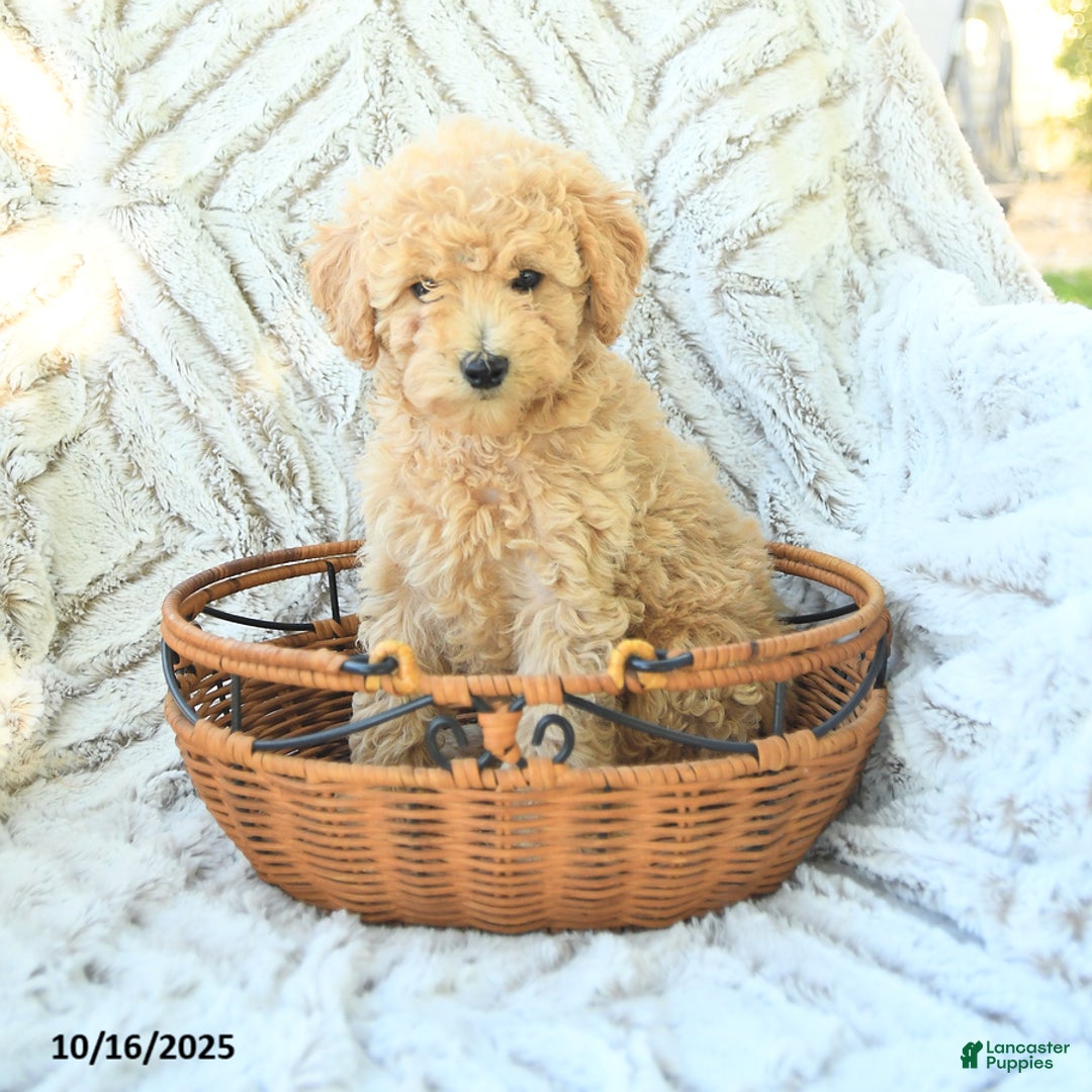 Toy Poodle dogs for sale: Peanut  - Ad 2