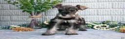 Miniature Schnauzer dogs for sale: April - Ad 1
