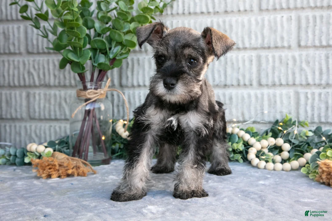 Miniature Schnauzer dogs for sale: April - Ad 1