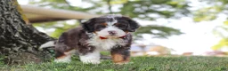 Mini Bernedoodle dogs for sale: Benson - Ad 5