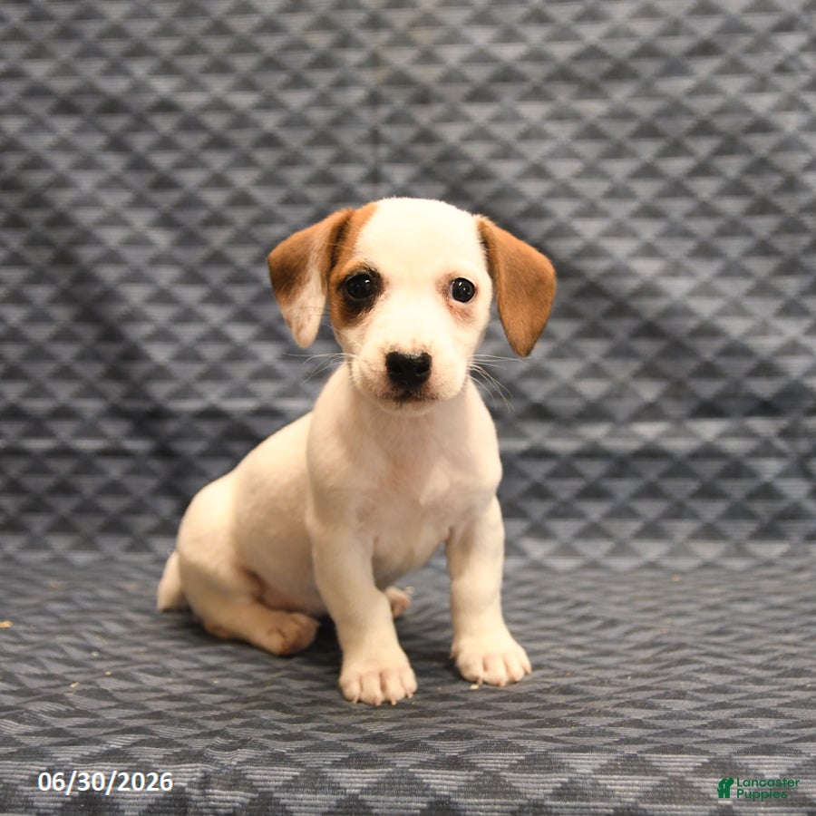 Jack Russell Terrier dogs Joy - Ad 1