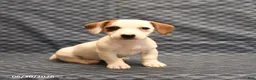 Jack Russell Terrier dogs for sale: Joy - Ad 1