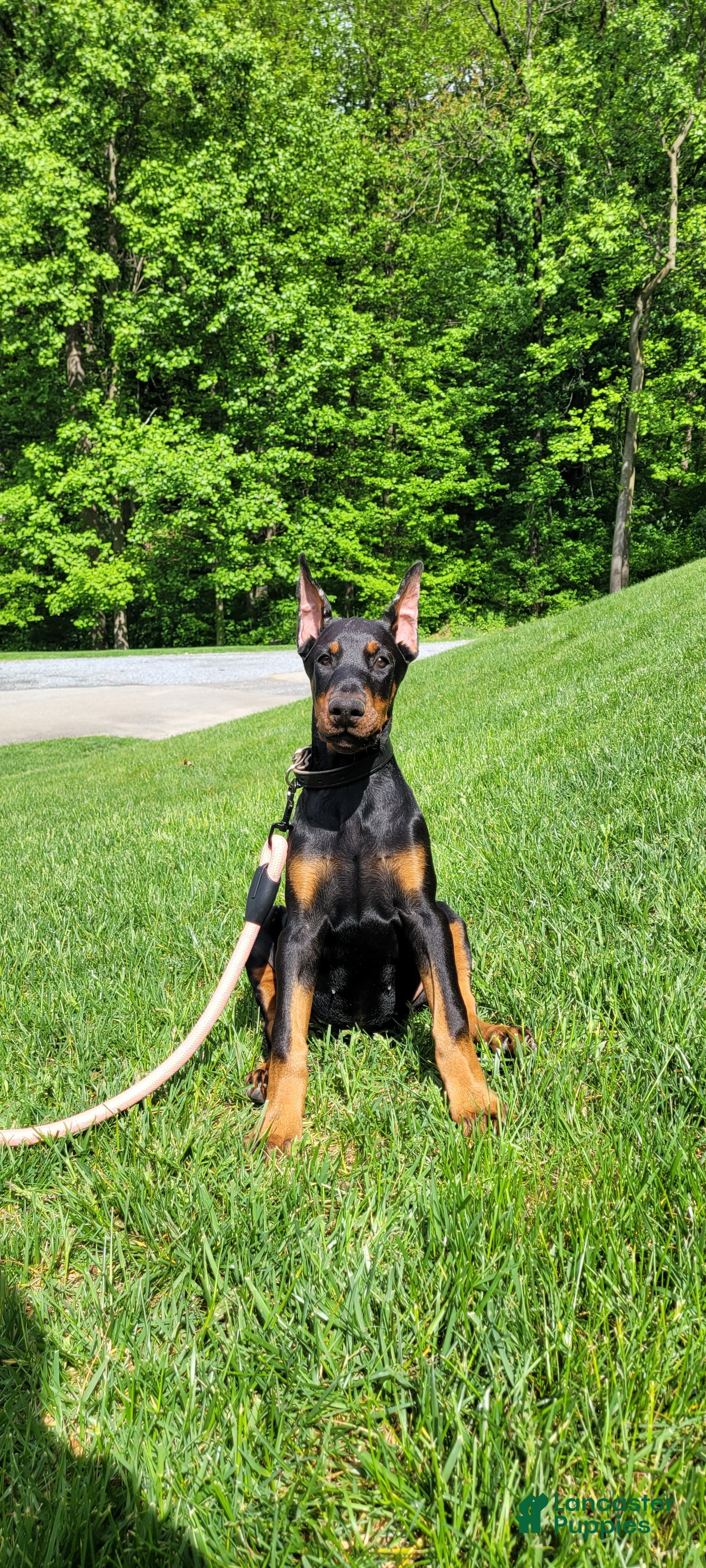 Doberman Pinscher dogs MAISIE  - Ad 16