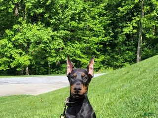 Doberman Pinscher dogs MAISIE - Ad 16