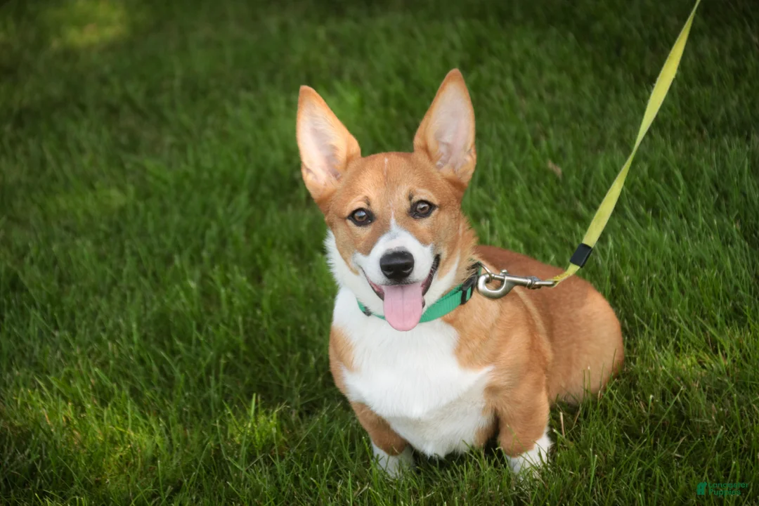 Welsh Corgi Pembroke dogs for sale: Rover Corgi Puppy  - Ad 1
