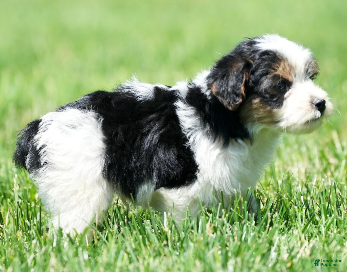 Yorkiepoo dogs Rex - Ad 2