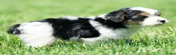 Yorkiepoo dogs for sale: Rex - Ad 2