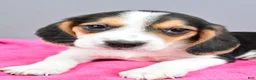 Beagle dogs for sale: Darling - Ad 5