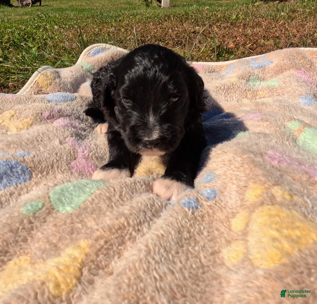 Bernedoodle dogs for sale: Abby - Ad 1