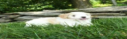 Maltipoo dogs for sale: Sky - Ad 4