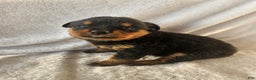 Rottweiler dogs for sale: Opal - Ad 2