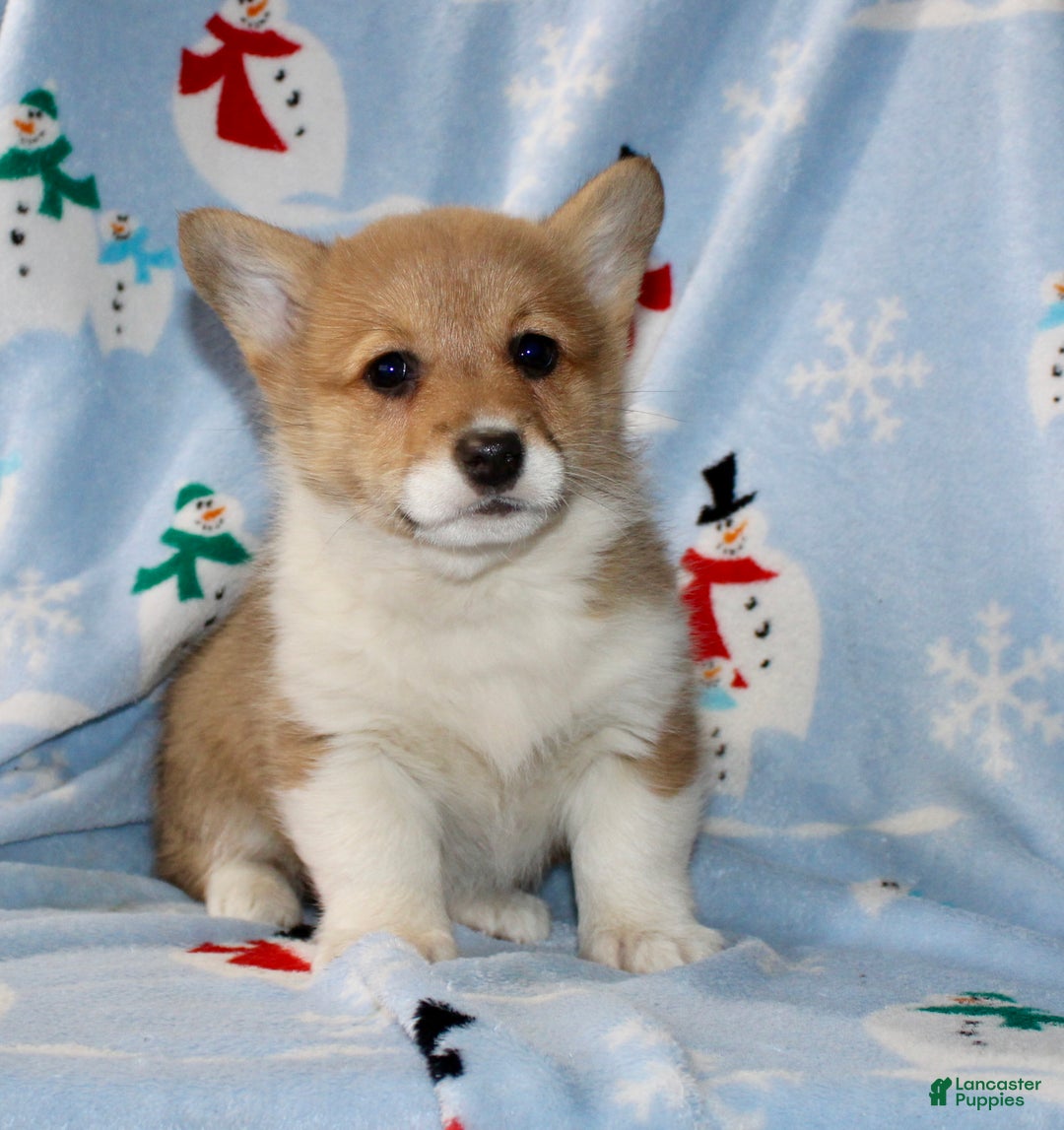 Welsh Corgi Pembroke dogs for sale: Addie - Ad 2