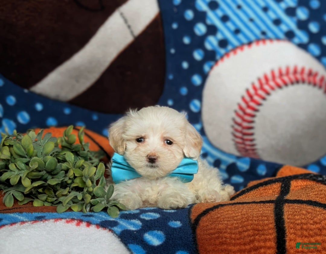 Maltipoo dogs for sale: Casey - Ad 5