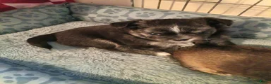 Chihuahua 1