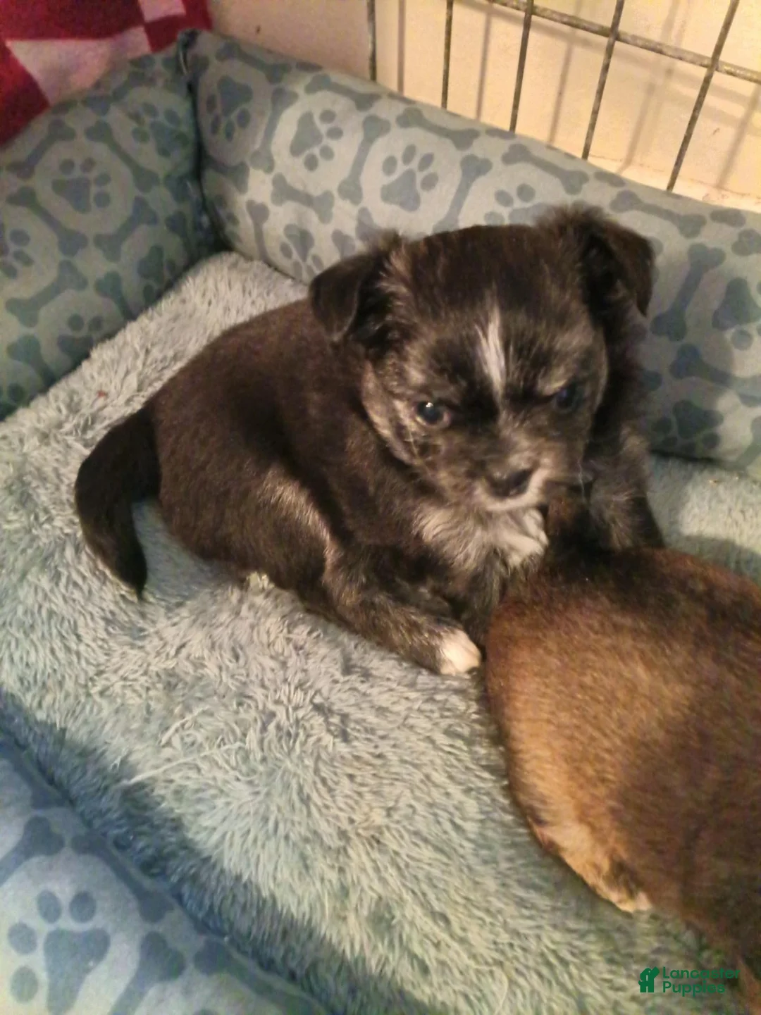 Chihuahua dogs for sale: Chihuahua 1 - Ad 1