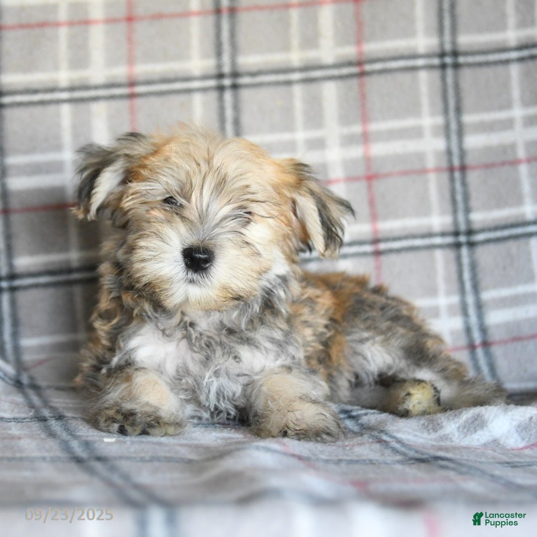 Morkie dogs for sale: Vinnie - Ad 10