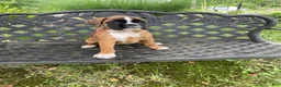 Boxer dogs for sale: Red - Ad 3