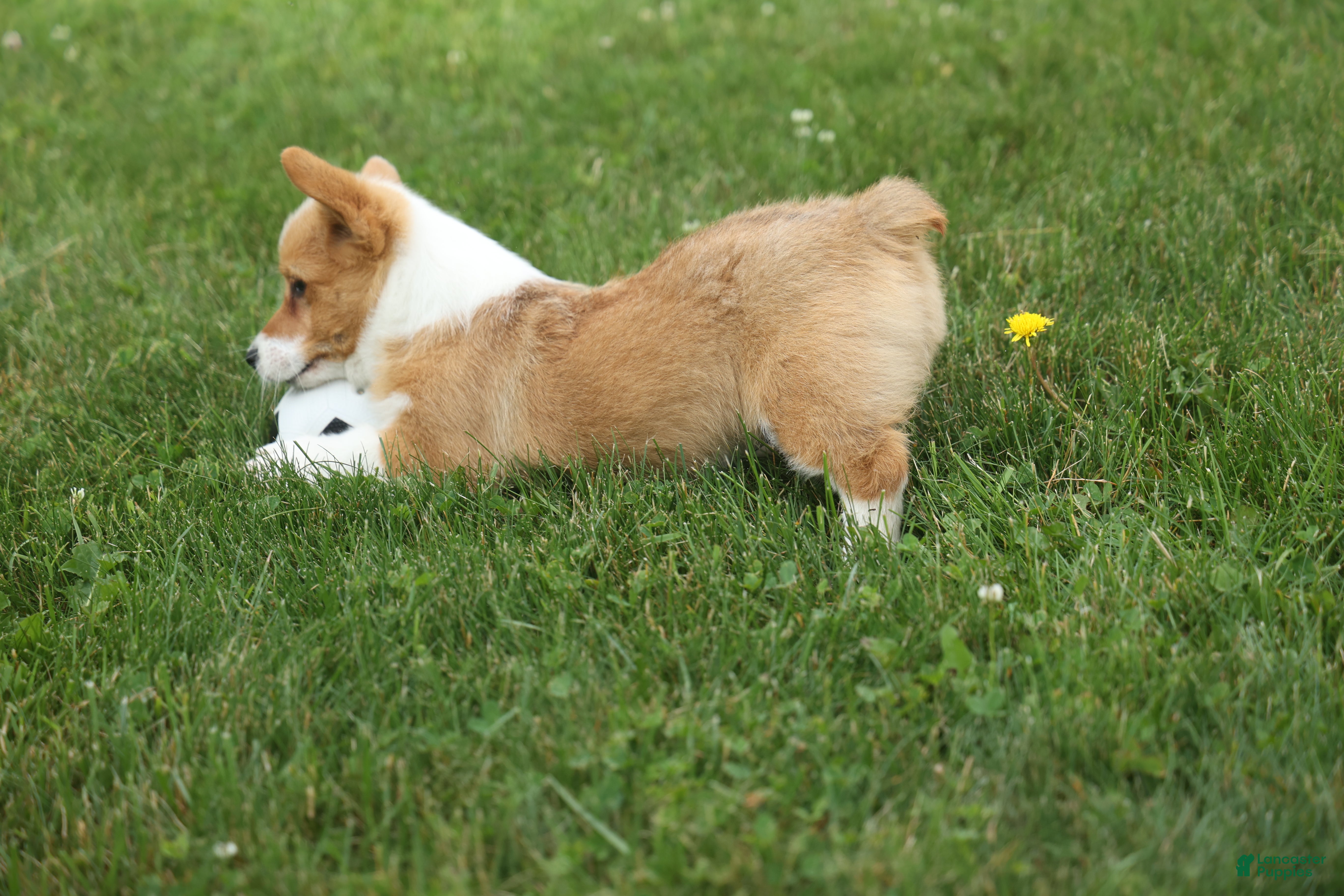 Welsh Corgi Pembroke dogs Dixie 🐶💖 - Ad 1
