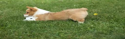 Welsh Corgi Pembroke dogs for sale: Dixie 🐶💖 - Ad 14
