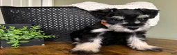Miniature Schnauzer dogs for sale: Duke - Ad 9