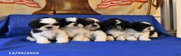 Shih Tzu dogs for sale: Marley - Ad 5