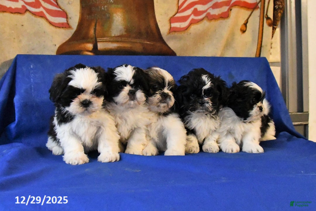 Shih Tzu dogs for sale: Marley - Ad 5