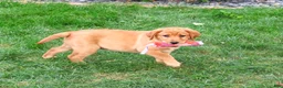Labrador Retriever dogs for sale: Claudia - Ad 3