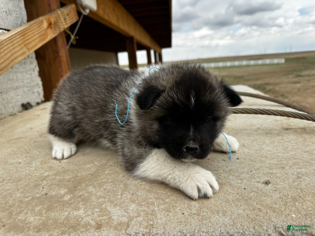 Akita dogs Cookie Dough – Male - Ad 2