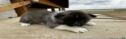 Akita dogs for sale: Cookie Dough – Male - Ad 2