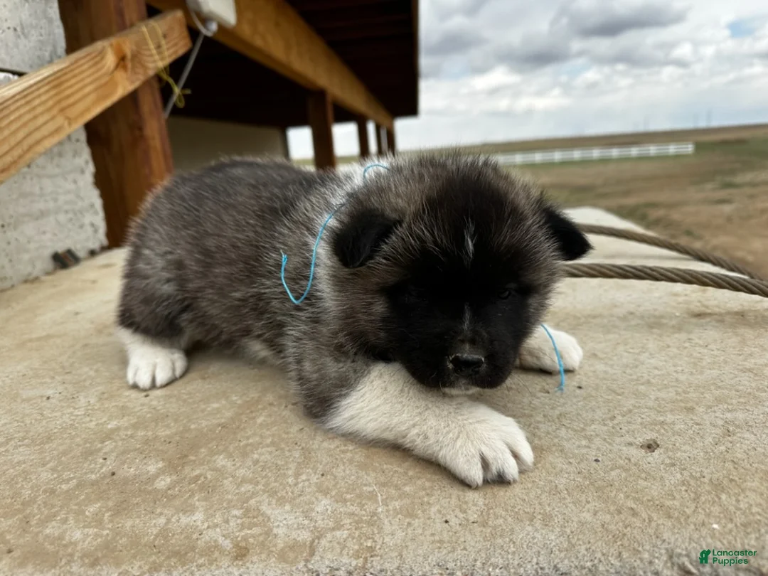 Akita dogs for sale: Cookie Dough – Male - Ad 2