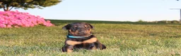 Doberman Pinscher dogs for sale: Jace - Ad 7