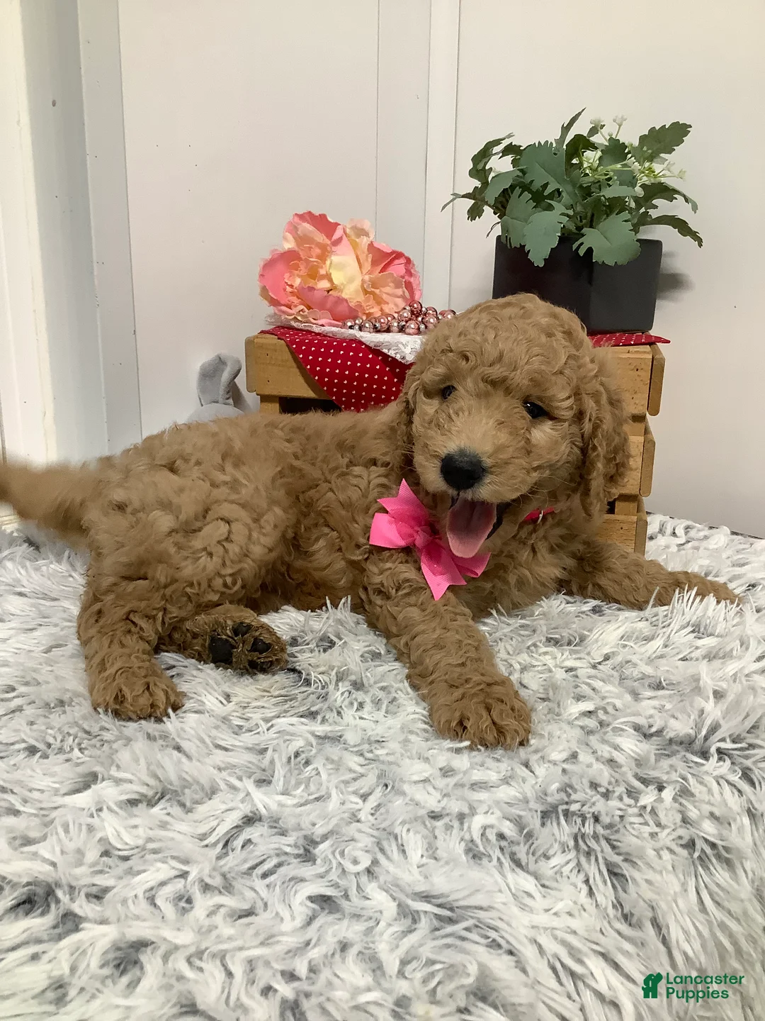 Goldendoodle dogs for sale: Goldendoodle Puppy 3 - Ad 1