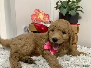 Goldendoodle dogs for sale: Goldendoodle Puppy 3 - Ad 3