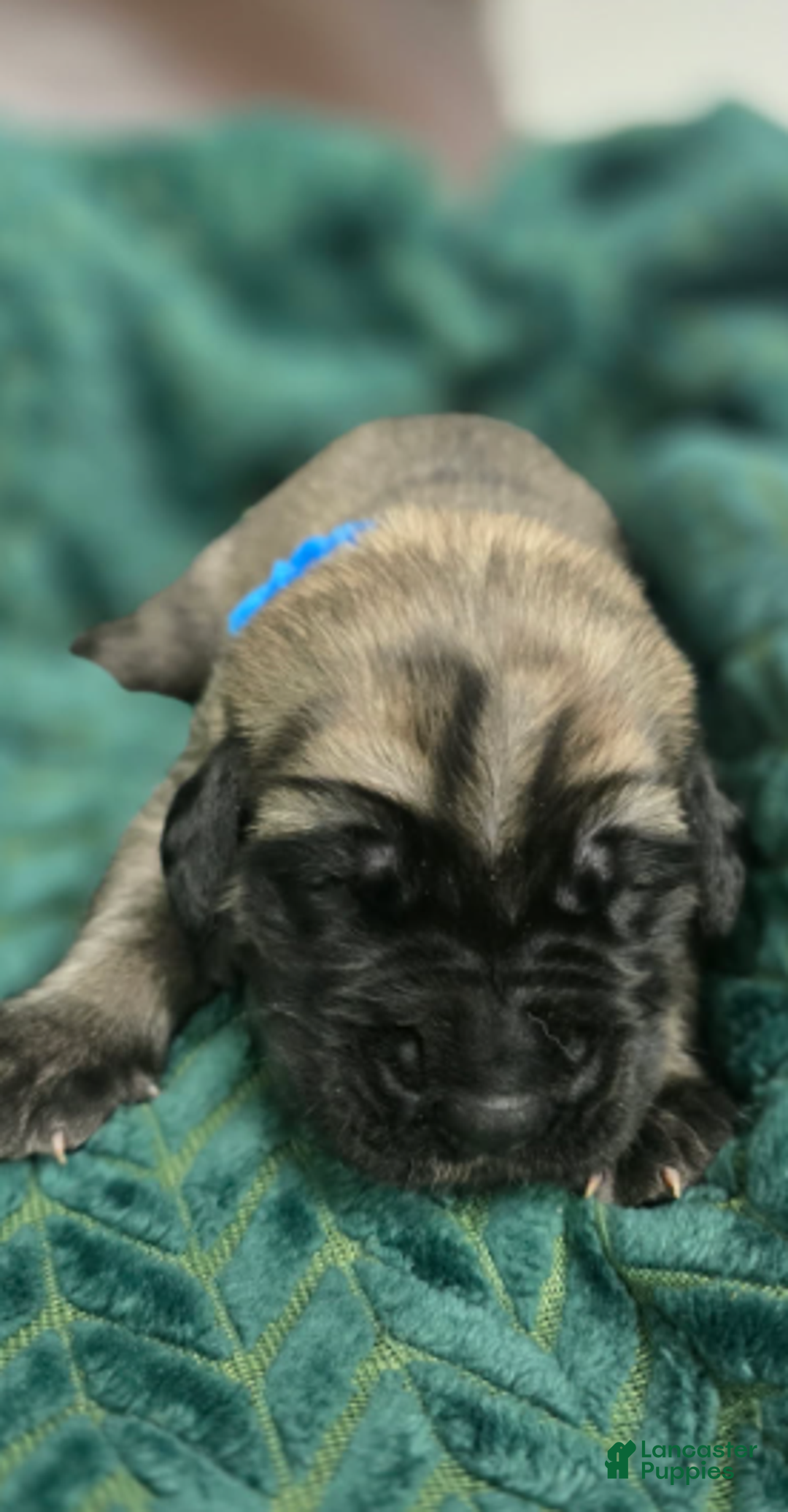 English Mastiff dogs for sale: Clark - Ad 6